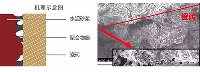 瓷磚粘結劑粘貼瓷磚牢固程度與什么有關？